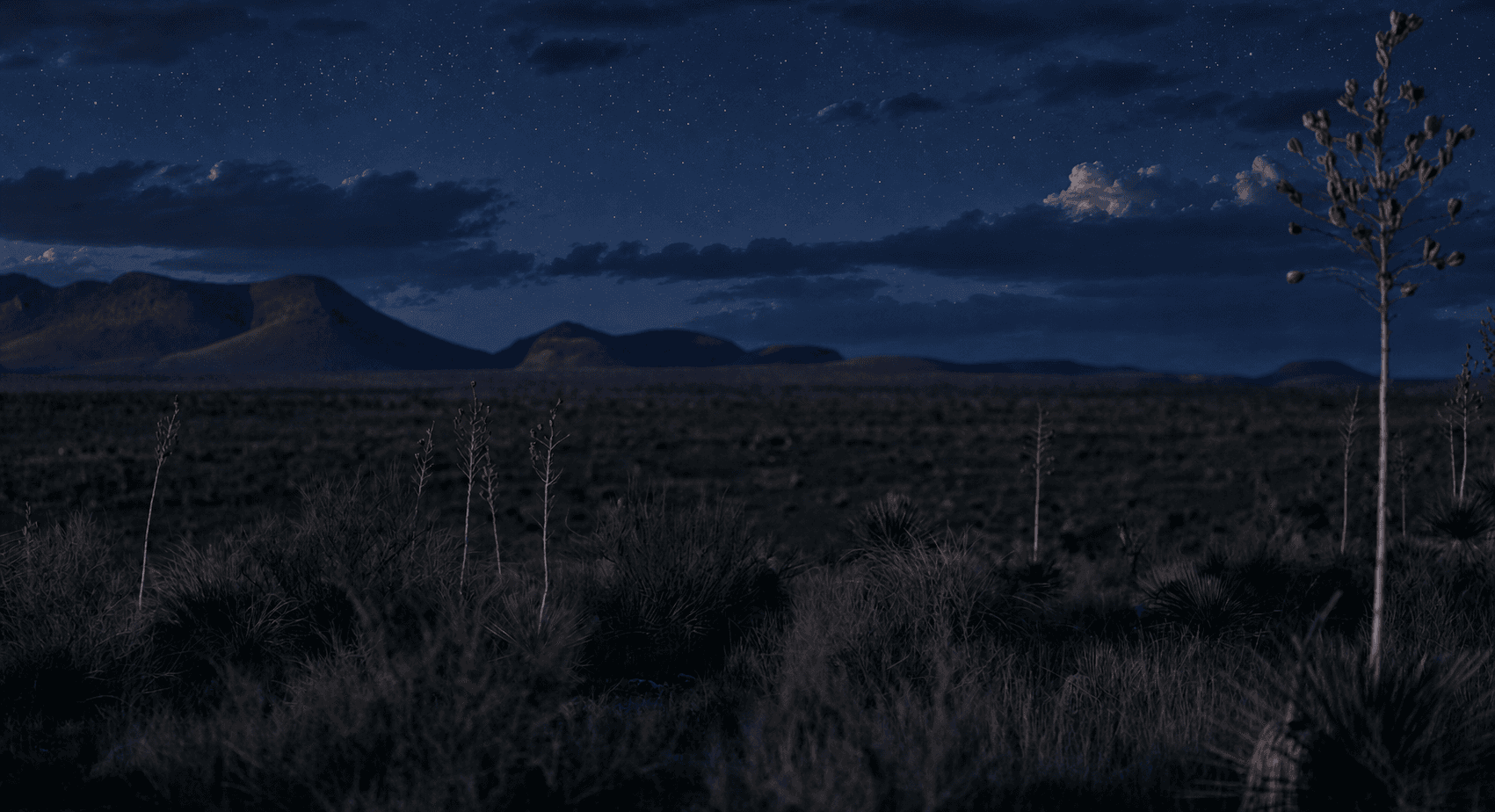 The same desert at night, yucca and mountains in silhouette.